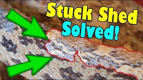 How to Remove Stuck Shed on Snakes