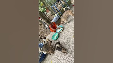 Tình mẫu tử thiêng liêng của chó mẹ và chó con rất là đang yêu thương nhiều nhất #samnien #samnien