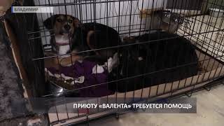 «Валента» бьет тревогу: в приюте закончились корма для животных (2019 03 13) «Валента» бьет тревогу: в приюте закончились корма для животных (2019 03 13)