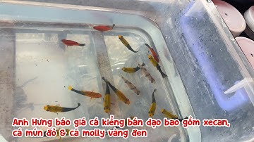 Anh Hưng báo giá cá kiểng bán dạo bao gồm xecan, cá mún đỏ & cá molly vàng đen