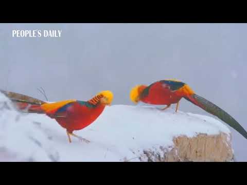 Get Pheonix Like Golden Pheasants Were Caught On Video Gamboling For Android Free Wallpaper Pheonix Like Golden Pheasants Were Caught On Video Gamboling For Free