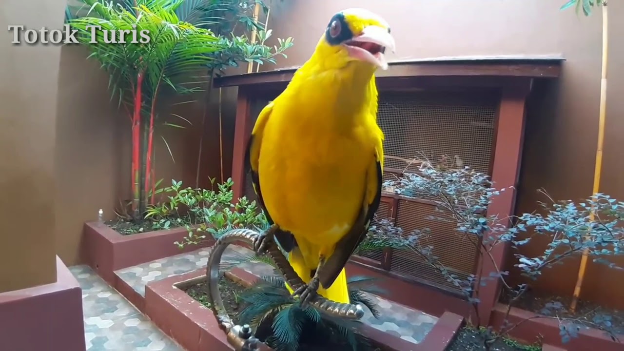 Burung Kepodang Super Gacor
