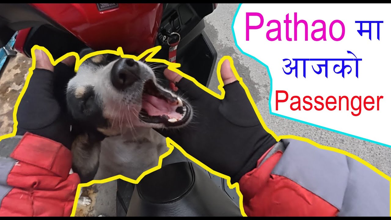 My Passenger🐕/😍/4 घण्टाको Pathao यात्रा In Kathmandu //04:45Am to 08:45Am Income with Pathao//