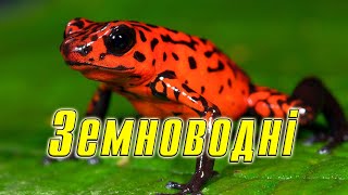 картинка: Земноводні, загальна характеристика