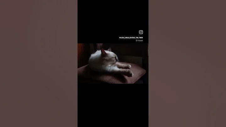 Video 11214001: himalayan persian cat, adorable fluffy persian cat, persian cat cleaning, persian cat meets, persian cat show, cute cat, kitty