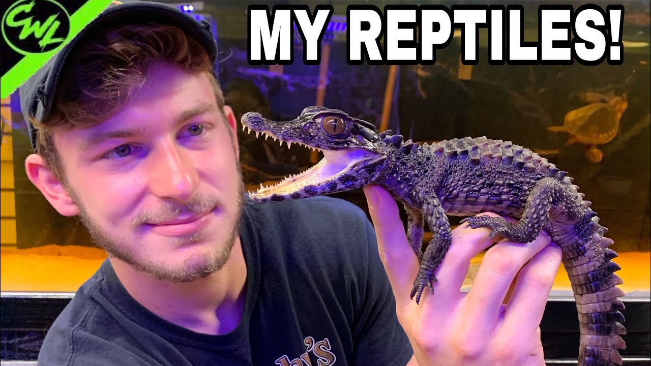 my reptiles