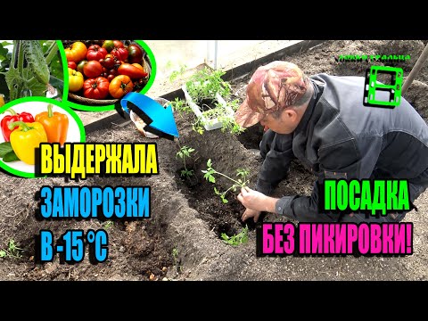 VERY EARLY PLANTING WITHOUT TRIPPING TOMATO AND PEPPER SEEDLINGS IN THE GREENHOUSE. WEEKEND ECO-G...