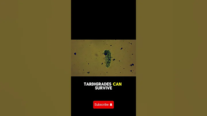 The Space-Surviving Tardigrade!  | Tiny but Invincible Animals