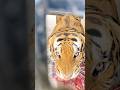 #jimcorbettwildlifeandnatureview #bigcats #lion #animals #tigerspotted #largecats