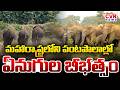 మహారాష్ట్రలో ఏనుగుల గుంపు హల చల్ | Elephants Halchal In Maharashtra | CVR News