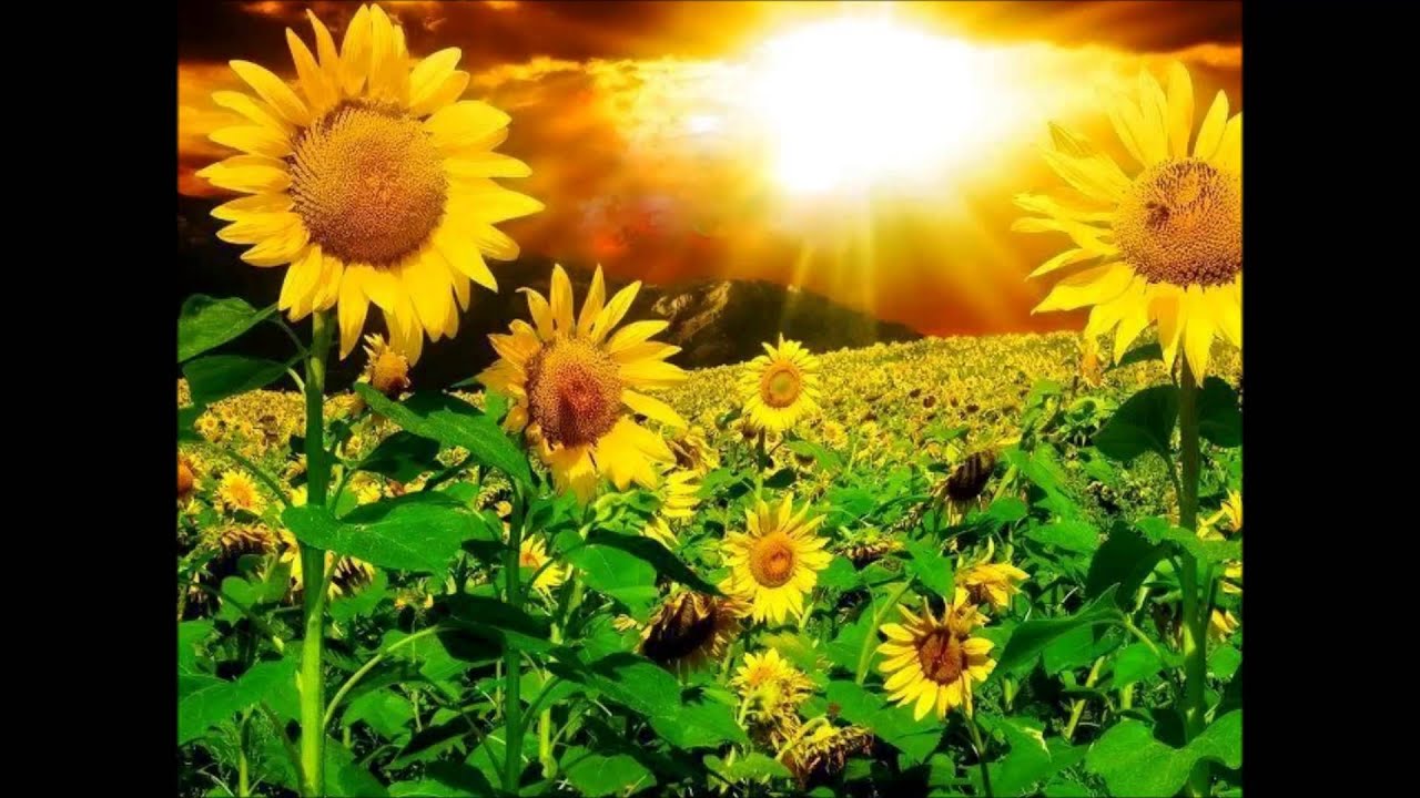 ΛΟΥΛΑ ΠΑΠΑ ΤΑ ΠΑΡΑΠΟΝΑΚΙΑ ΣΟΥ