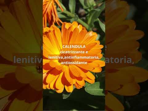 7 piante medicinali