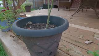 TK Billington's Grow Lab Timelapse July 29 to August 4, 2021