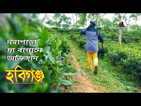 ভিডিও: বাঙ্কারে চা