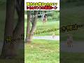 【衝撃映像!】両方ともそんなに怖かったの？？シカとワンコの遭遇シーン　#いぬ #犬 #犬動画 #衝撃映像 #犬のいる暮らし #面白い #面白動画 #かわいい #カワイイ #shorts #飼い主
