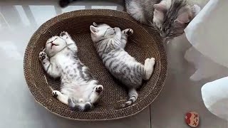 💕Cute and Funny Cats Videos Compilation 😺Best Moment of the Cutest Animals 2021 # 1  CuteAnimalShare by CuteAnimalShare 1,722 views 2 years ago 8 minutes, 42 seconds