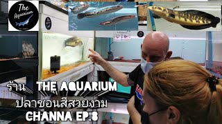 ร้าน The​ Aquarium ปลาช่อน​สี​สวยงาม​🐟Channa​ Ep.8