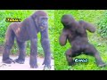 Both brothers like human children😆🤣💦|D&#39;jeeco Family|Gorilla|Taipei zoo