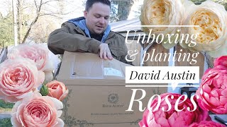 Unboxing and planting David Austin Roses 🌹😍