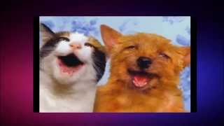 When dogs and cats become singer by Did you know that ? 46 views 8 years ago 1 minute, 8 seconds