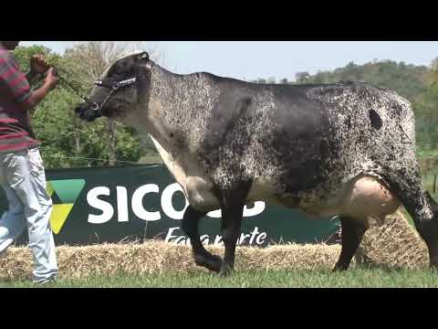 LOTE 4   7192-BJ   FAZENDA LAURA