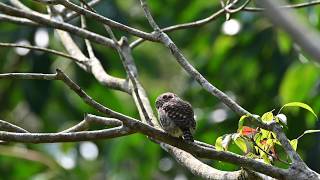 樹枝上的麻糬 萌禽 猛禽 鵂鶹 Glaucidium