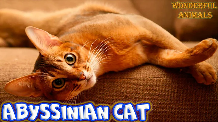 Video 57411: abyssinian cat breed, cat fun abyssinian, abyssinian cat eating, cat eating cucumber, cat dance fun, compilation