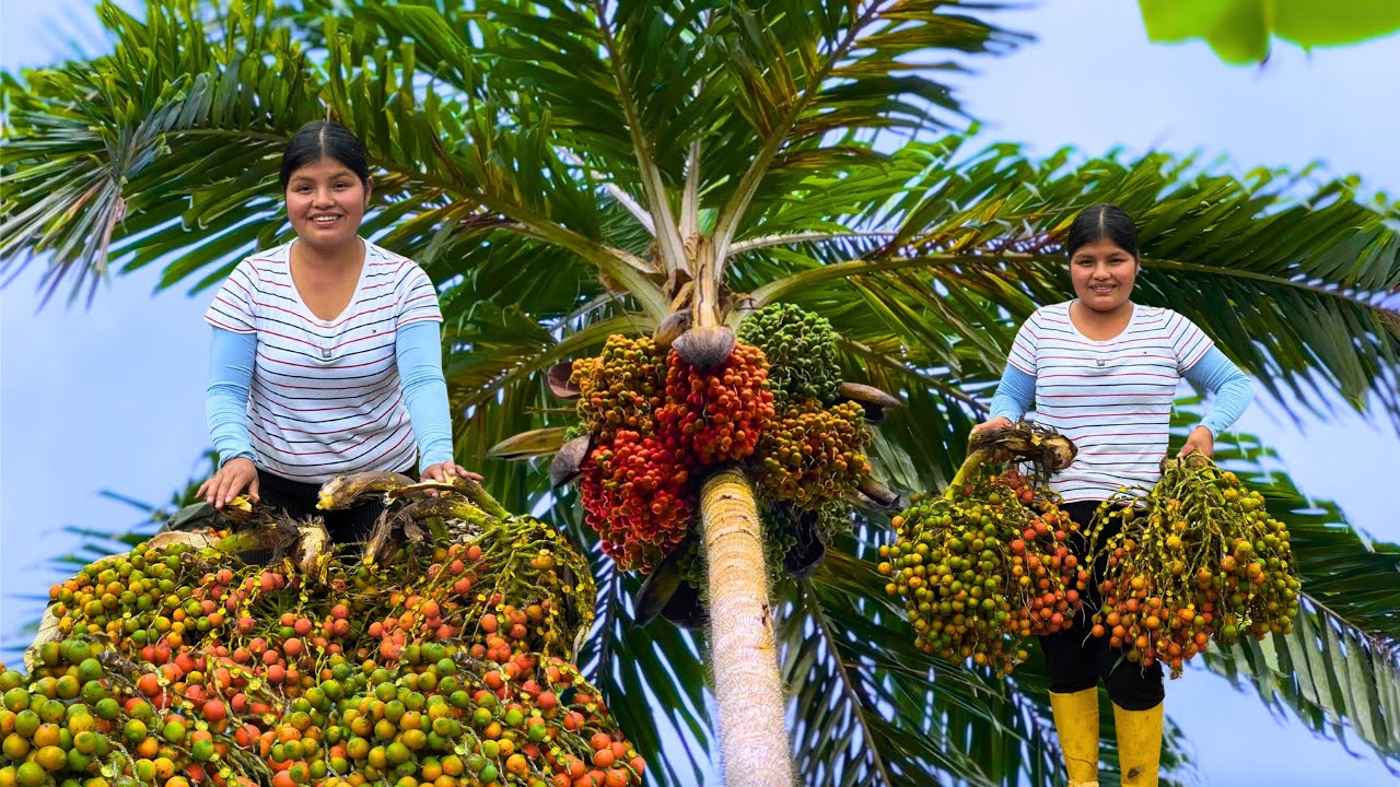 De esta manera cosechamos chontaduros en nuestra amazonia - NATHALIA