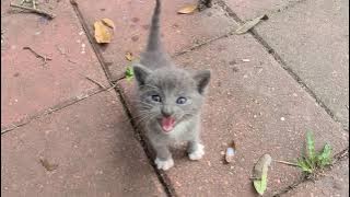 Stray kittens invaded my backyard 😀😃🙂