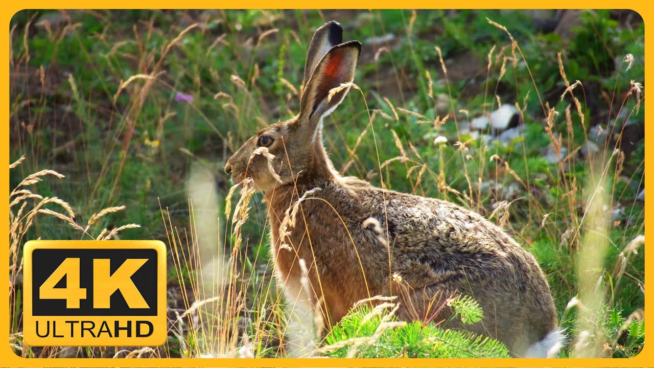 A Wild Rabbit in the Nature (Lepus europaeus)
