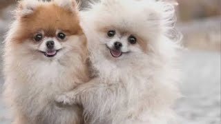Funniest Animals 😄 New Funny Cats and Dogs Videos 2024 😹🐶 #60
