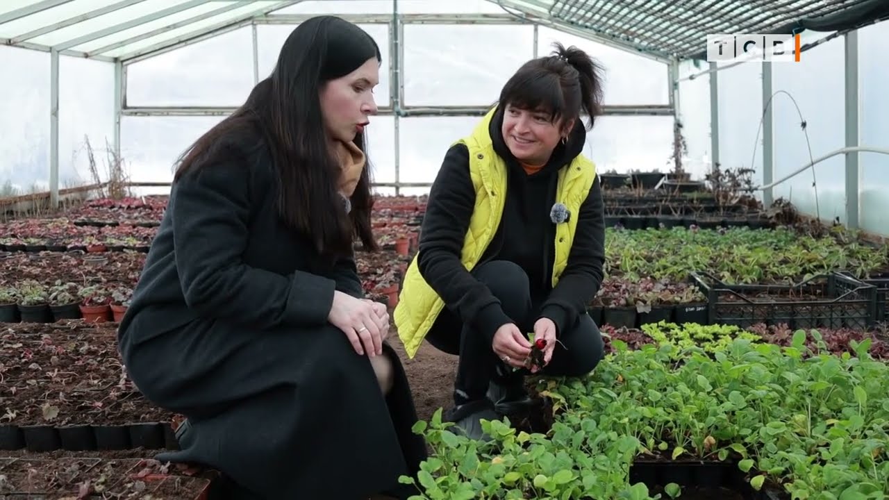 Первый редис. Как выращивать круглый год