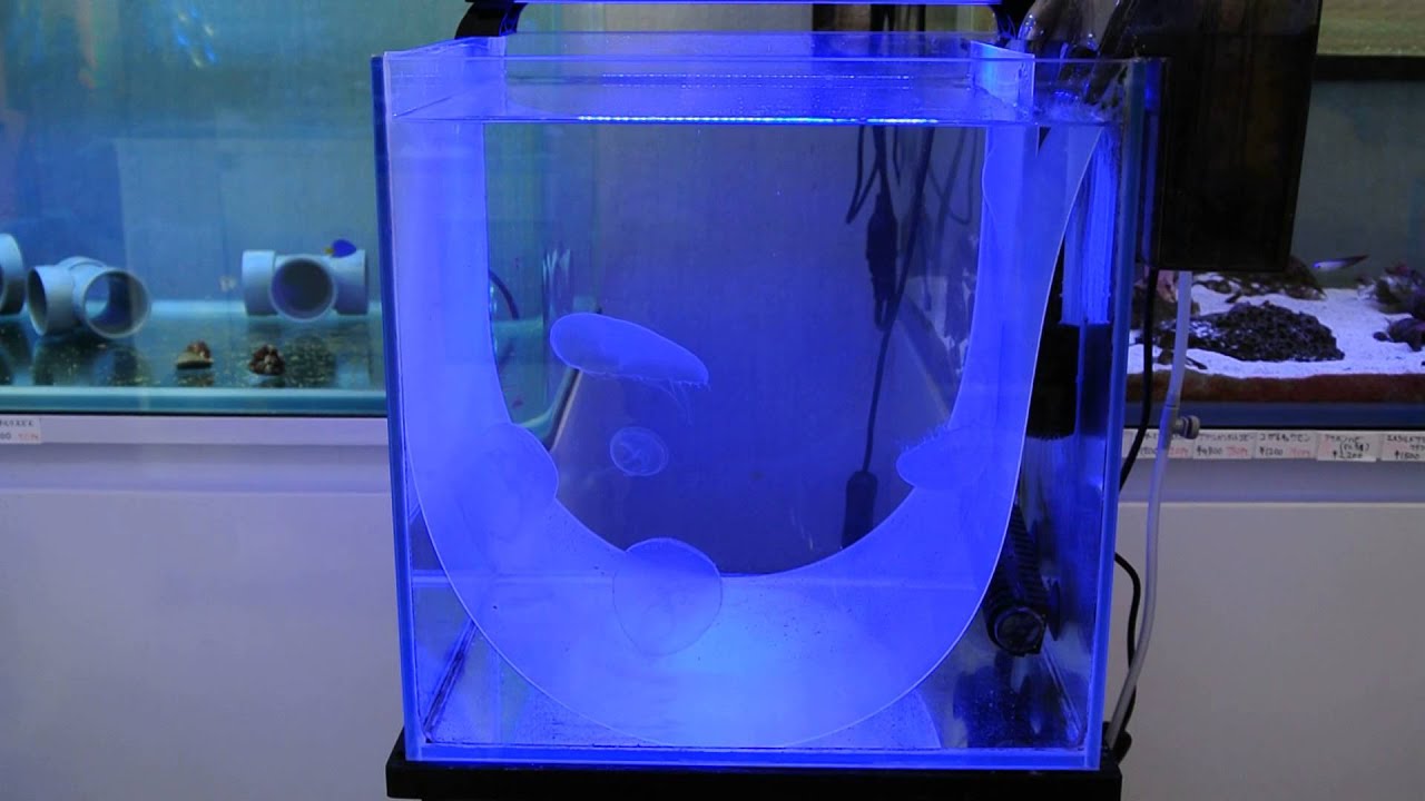 クラゲ飼育水槽セット販売マリンキープ Youtube