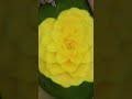 Superb papaya flower || fruit carving pefect