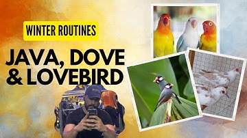Winter Daily Routine #javasparrow #lovebird #dove