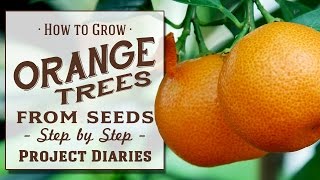 ★ How to: Grow Orange Trees from Seed (A Complete Step by Step Guide)