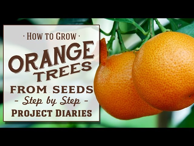 ★ How to: Grow Orange Trees from Seed (A Complete Step by Step Guide) class=