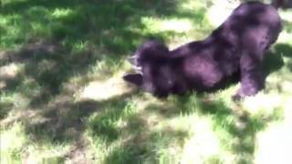 Standard Poodle Grooming - Before and After by Standard Poodle Owner 1,731 views 10 years ago 3 minutes, 10 seconds