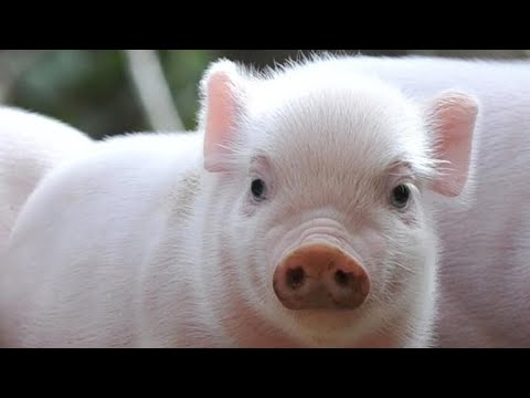 Свиньи - интересные факты
