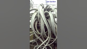 Cây không khí nữ hoàng/ Tillandsia Xeropraphica