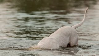 Dog diving  Dogo Argentino