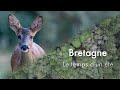 Bretagne  le temps dun ete  documentaire sur la fascinante vie cache de nos campagnes