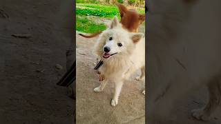 Doggy vs doggy? arijitsingh song music love bollywood doglover pawfect hindisongs funnyjsd