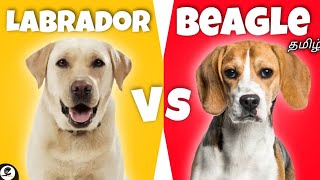 Labrador retriever Vs Beagle | family dogs | friendly | Funny