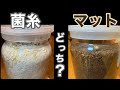 クワガタ飼育で必要な菌糸ビンと発酵マットのメリットデメリットを考える