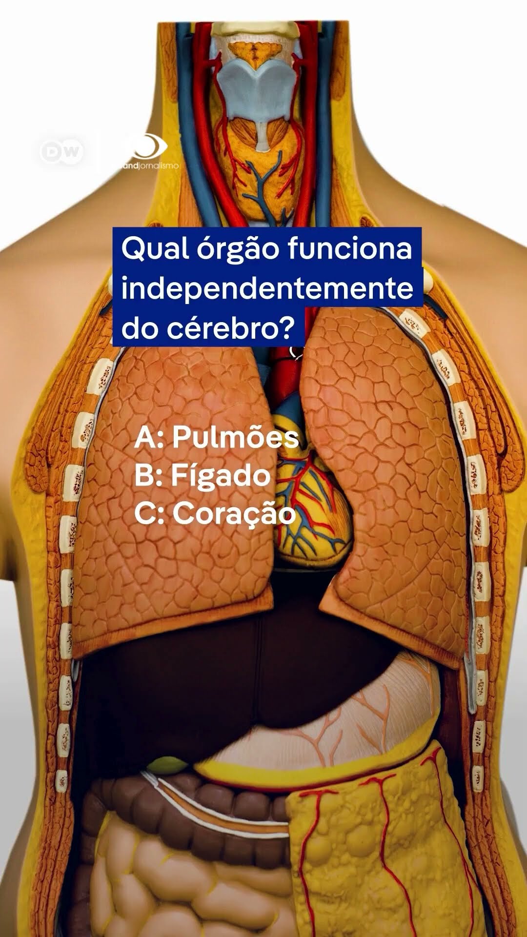 Quantas respostas você consegue acertar?