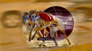 2024 Doha Qatar Qualification Saluki Race 1 for 2Km Distance by SALUKI RACE  356 views 2 months ago 2 minutes, 28 seconds