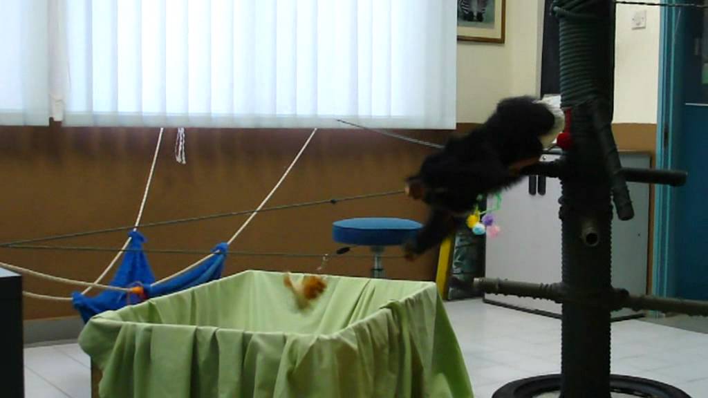 Julie - The Chimp