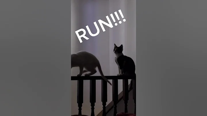 Watch the video about Monster on the wall. 15 wk old #rescuekitens Choe & Sy #calico #siamese