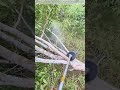 Sawing Through Roots: Why Cutting Low Saves Your Back